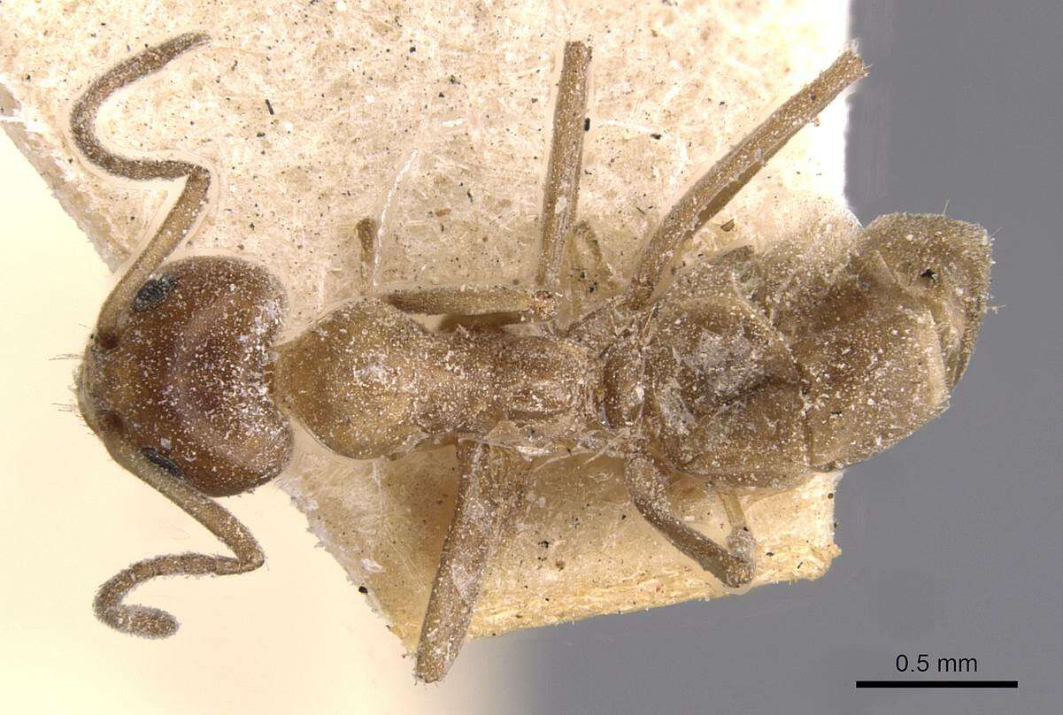 Plancia ëd Iridomyrmex chasei Forel 1902