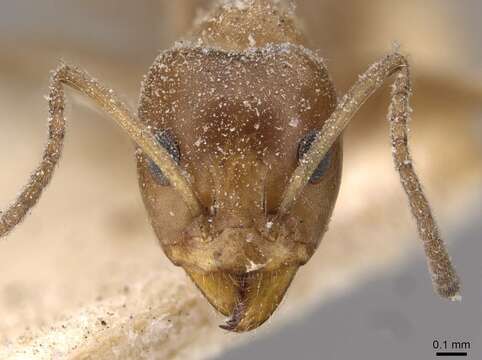 Image of Iridomyrmex chasei Forel 1902