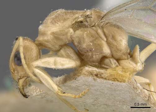 Image of Iridomyrmex exsanguis Forel 1907