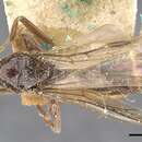 Image de Anonychomyrma froggatti (Forel 1902)