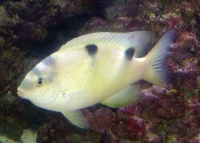 Image of White damselfish