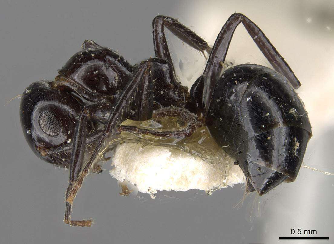 Image de Anonychomyrma malandana (Forel 1915)