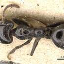 Image of Anonychomyrma nitidiceps (Andre 1896)