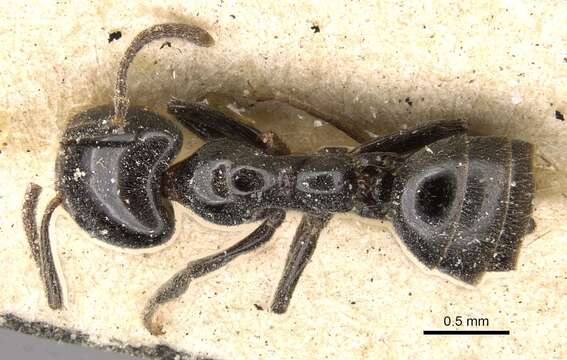 Image of Anonychomyrma nitidiceps (Andre 1896)