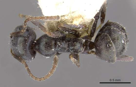 Image of Iridomyrmex splendens