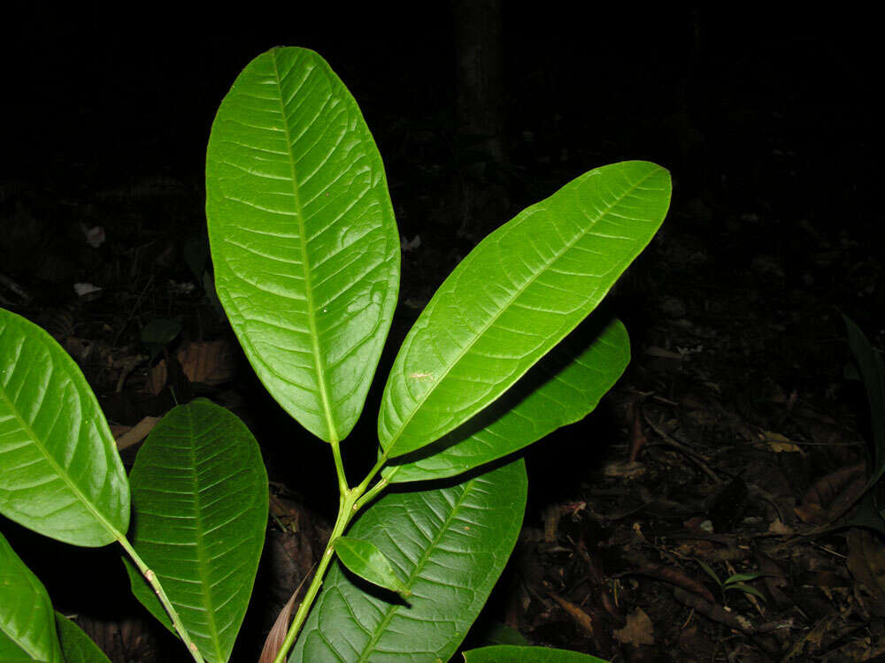 Image of Conchocarpus guyanensis (Pulle) J. A. Kallunki & J. R. Pirani