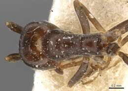 Image of Iridomyrmex mjobergi Forel 1915