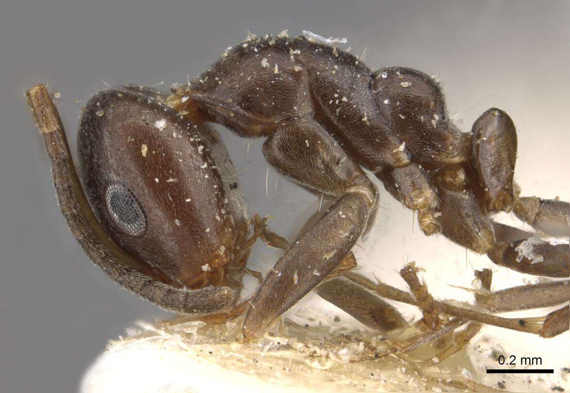 Image of Iridomyrmex mjobergi Forel 1915