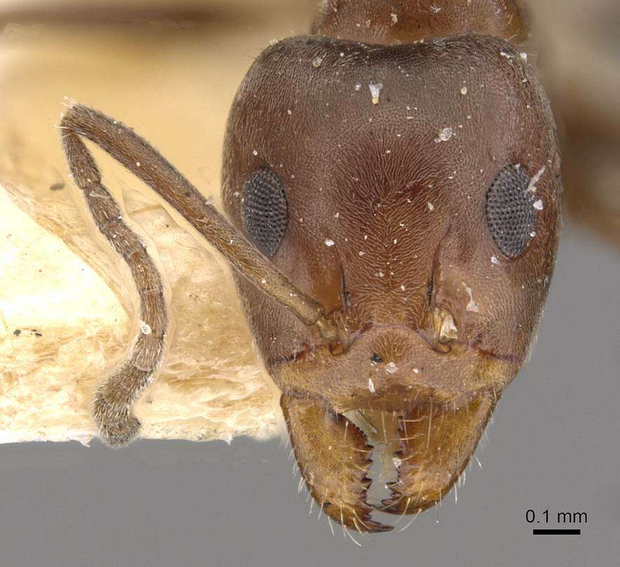 Image of Iridomyrmex rufoniger (Lowne 1865)