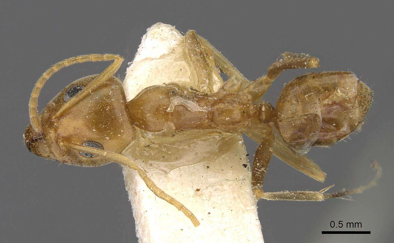 Image of <i>Iridomyrmex pallidus</i>