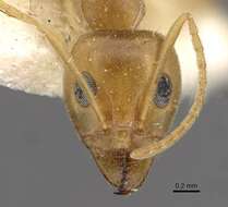 Image of <i>Iridomyrmex pallidus</i>