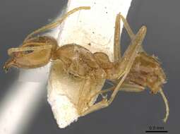 Image of <i>Iridomyrmex pallidus</i>