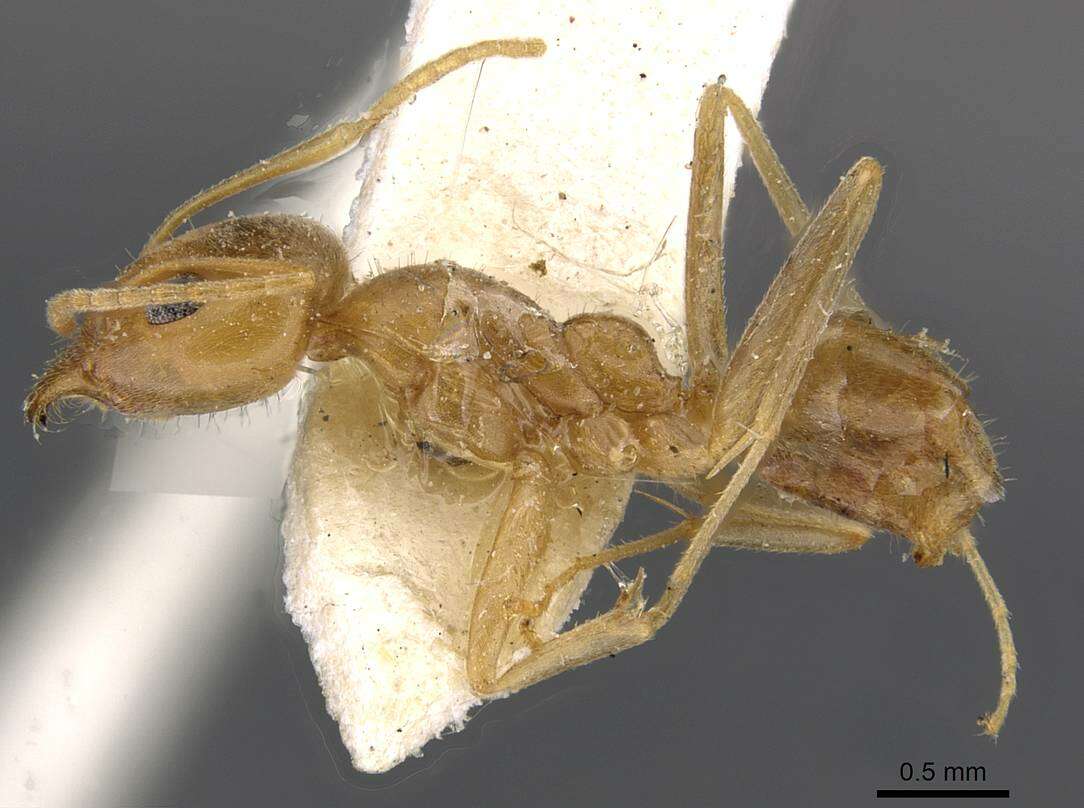 Image of <i>Iridomyrmex pallidus</i>