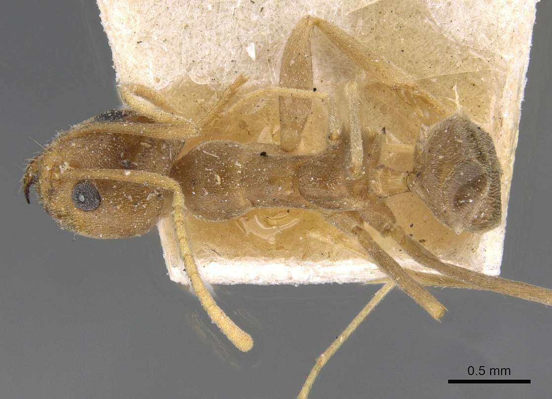 Image of <i>Iridomyrmex pallidus</i>