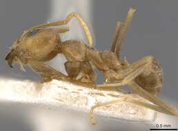 Image of <i>Iridomyrmex pallidus</i>