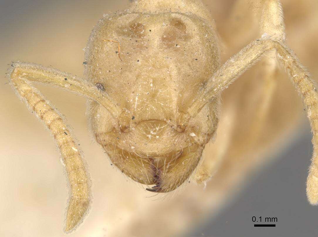 Image de Bothriomyrmex