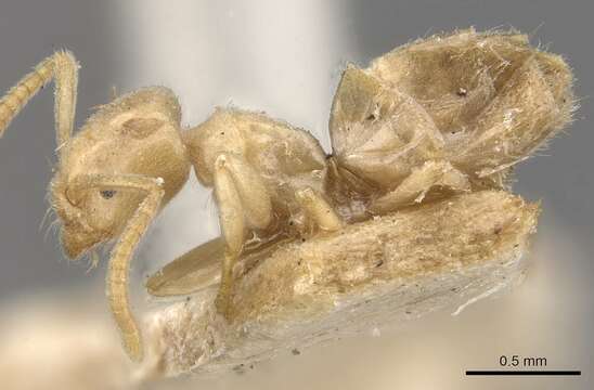 Image of Bothriomyrmex