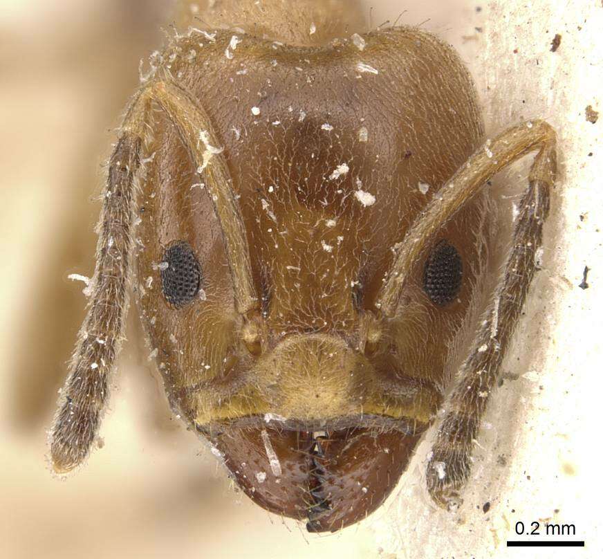 Image of Azteca lucida Forel 1899