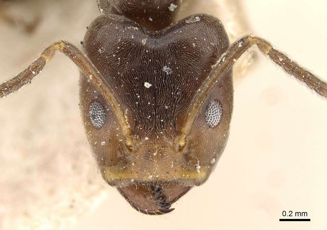 Image of Azteca duroiae Forel 1904