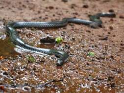 Image of Beddome's Black Earth Snake