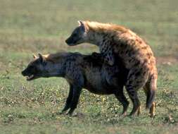 Image of Spotted Hyaenas