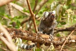 Image of Common Marmoset