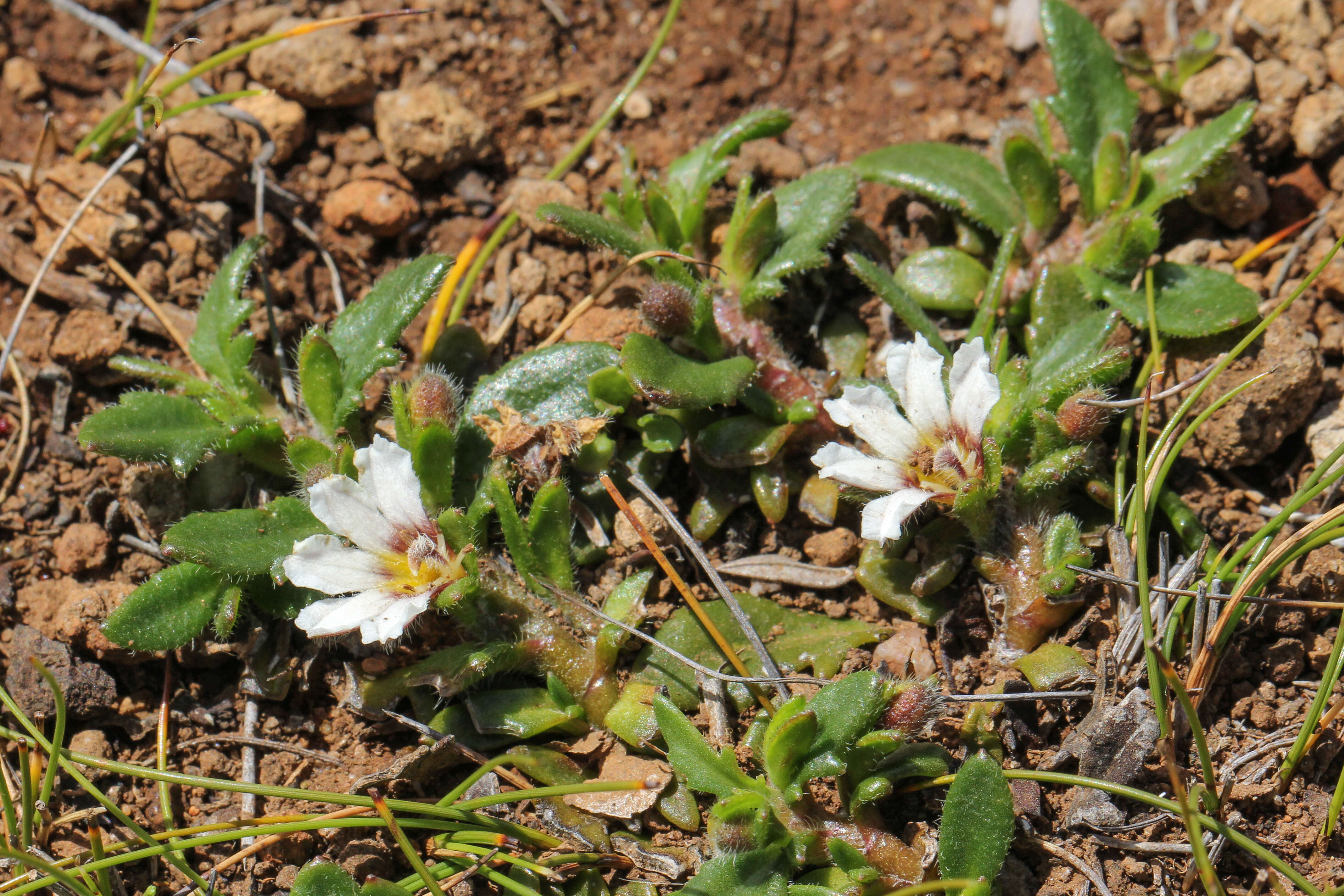 Imagem de Scaevola hookeri (de Vriese) Hook. fil.