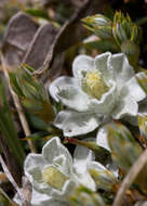 Image of Argyrotegium nitidulum (Hook. fil.) J. M. Ward & Breitw.