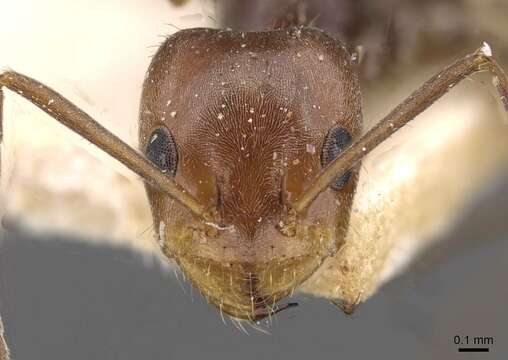 Image de Forelius rubriceps Gallardo 1916