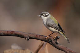 Image of Brown-headed Honeyeater