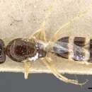 Image of Dorymyrmex alboniger Forel 1914