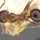 Image of Dorymyrmex bruchi Forel 1912