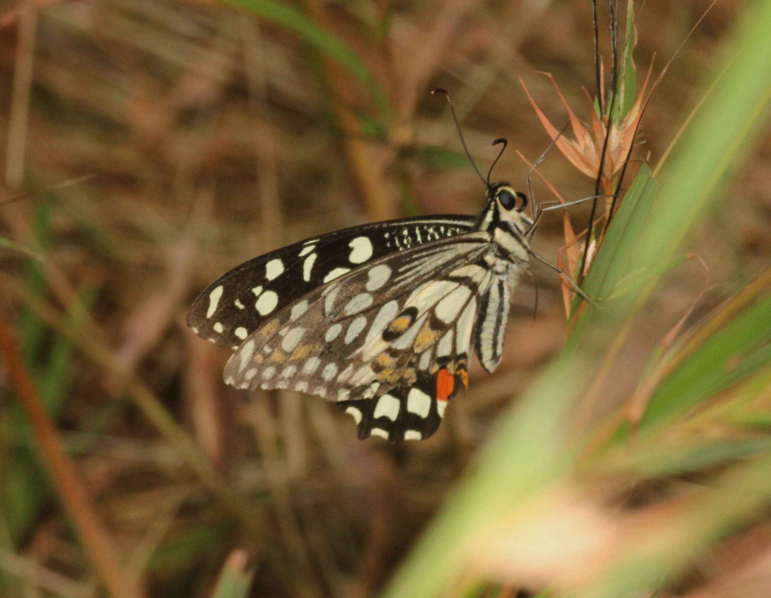 Plancia ëd Papilio demoleus Linnaeus 1758