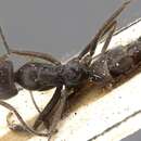 Sivun Dorymyrmex baeri Andre 1903 kuva