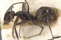 Sivun Dorymyrmex baeri Andre 1903 kuva