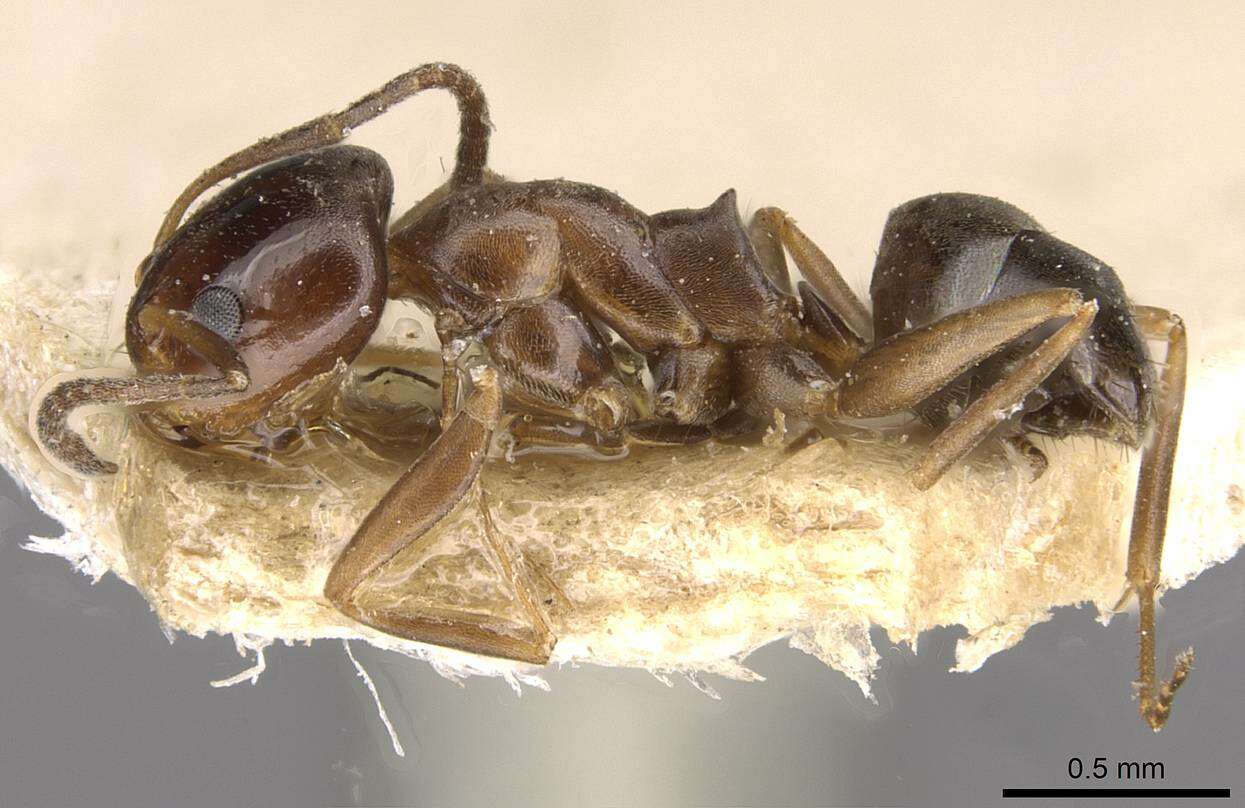 Image of Dorymyrmex breviscapis Forel 1912