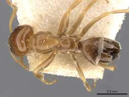 Image of Dorymyrmex caretteoides Forel 1914