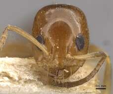 Image of Dorymyrmex caretteoides Forel 1914