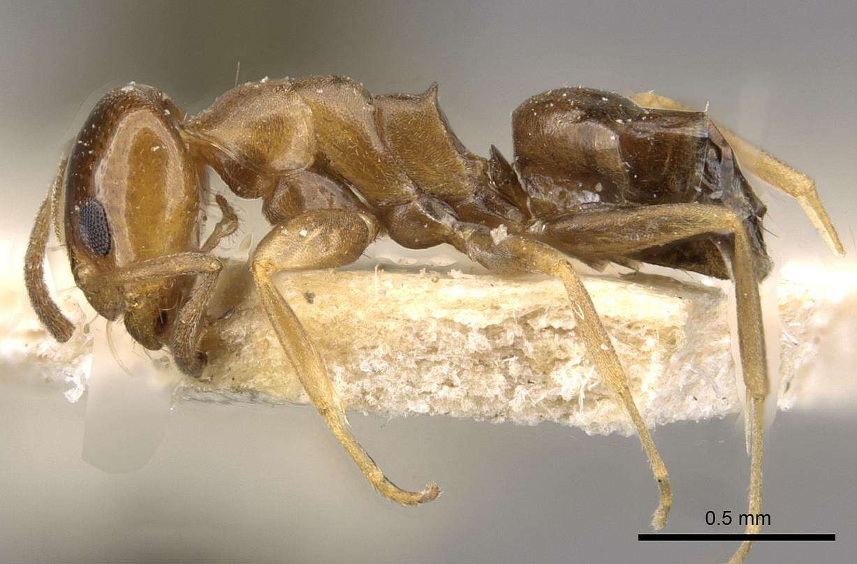 Image of Dorymyrmex caretteoides Forel 1914