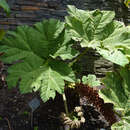 Image of Gunnera bogotana L. E. Moro-Osejo