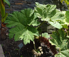 صورة Gunnera bogotana L. E. Moro-Osejo