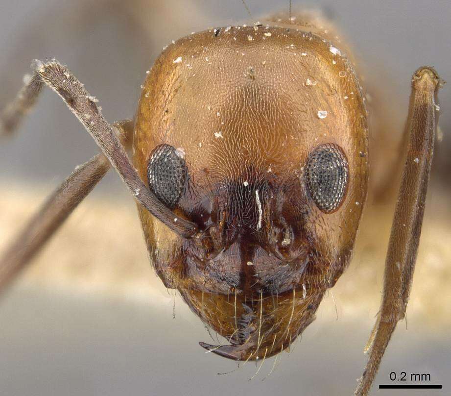 Image of Dorymyrmex chilensis Forel 1911