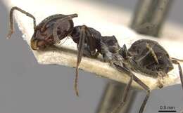 Image of Pyramid Ants