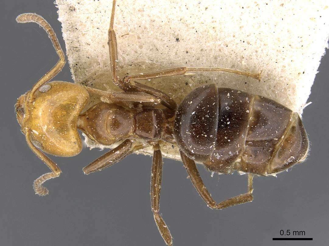 Image of Technomyrmex lujae (Forel 1905)