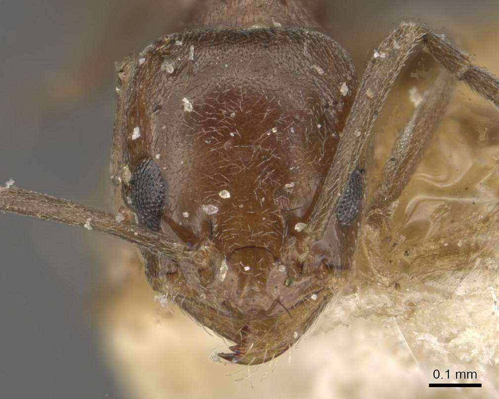 Image of Tapinoma antarcticum Forel 1904