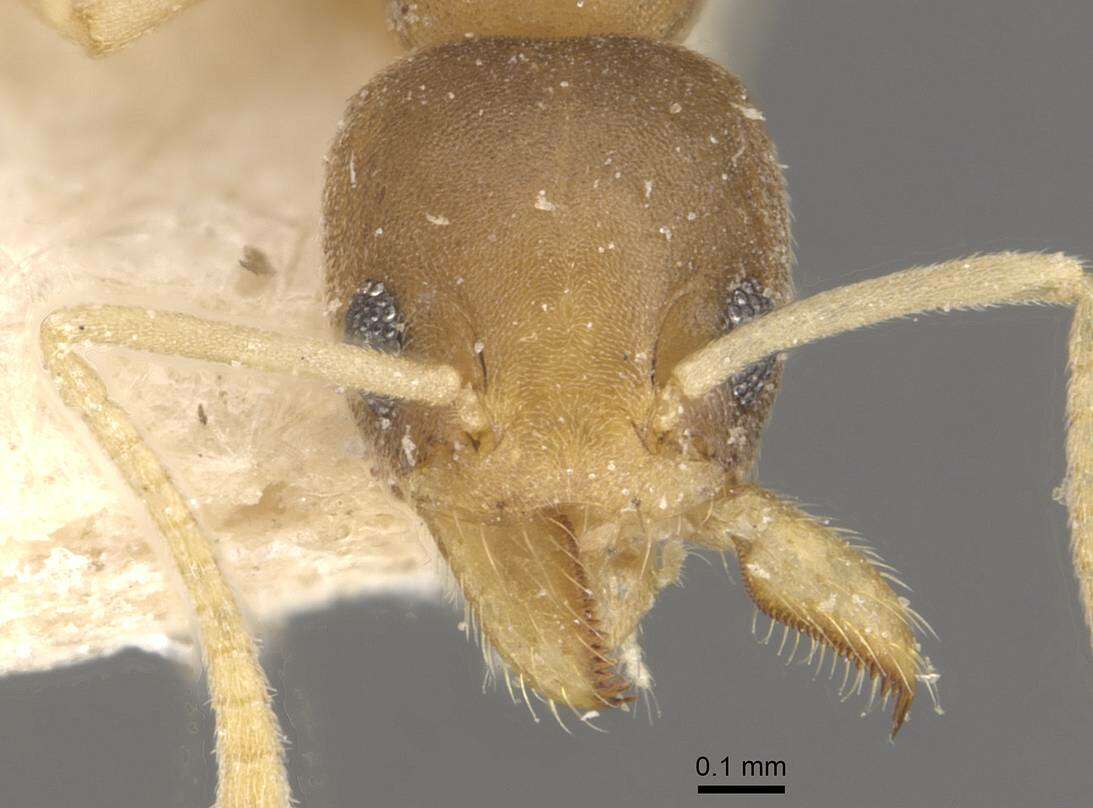 Image of Technomyrmex textor