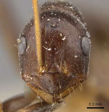 Image of Melophorus curtus Forel 1902