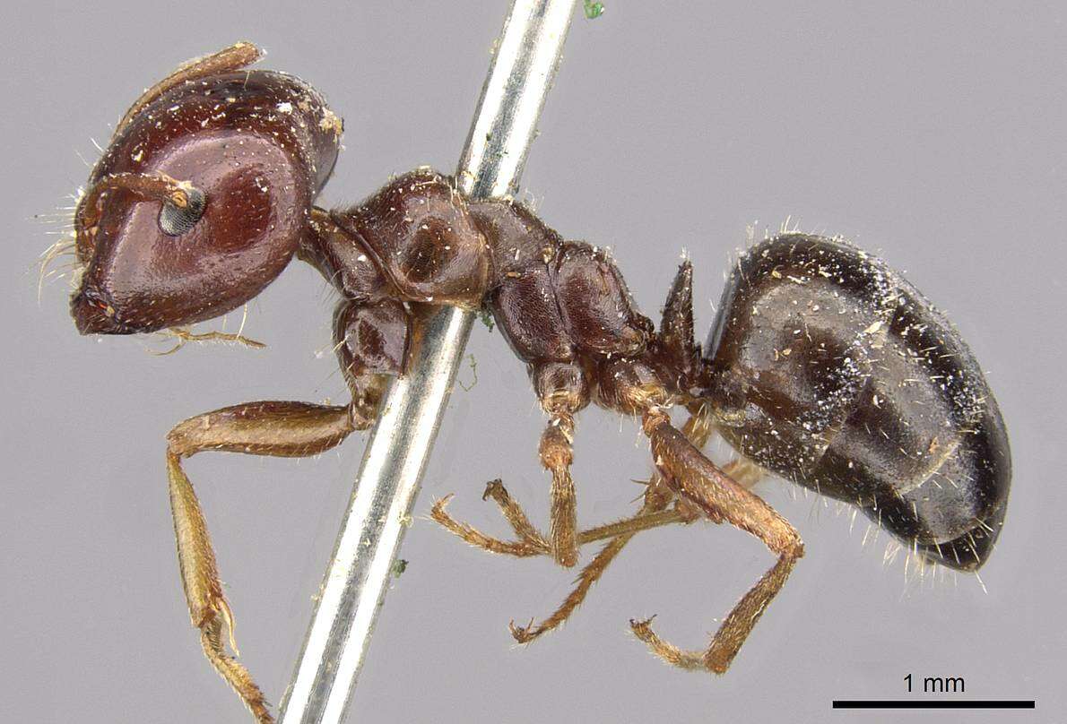 Image of <i>Melophorus major</i>