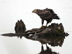 Image of Bald Eagle