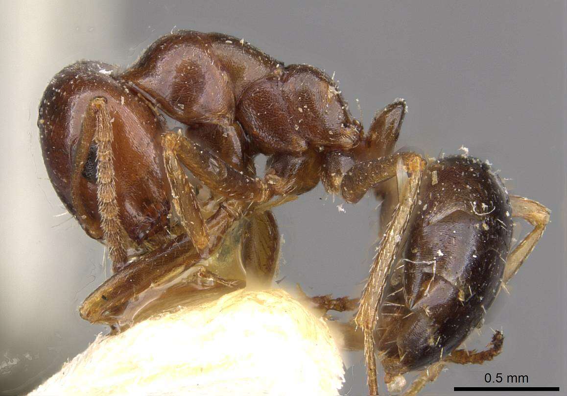 Image of <i>Melophorus major</i>